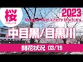 【中目黒】目黒川の桜　開花状況/2023年03月19日(日）中目黒桜まつり2023/花見/宿山橋から中目黒駅まで4つの橋を巡るMeguro River/cherry blossoms
