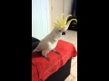 Cockatoo dancing to "Happy" by Pharrell Williams.
