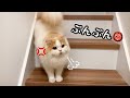 帰宅が遅くなった飼い主に、愛猫の訴えが可愛すぎました...