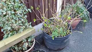 Our Garden February 27Th 2025