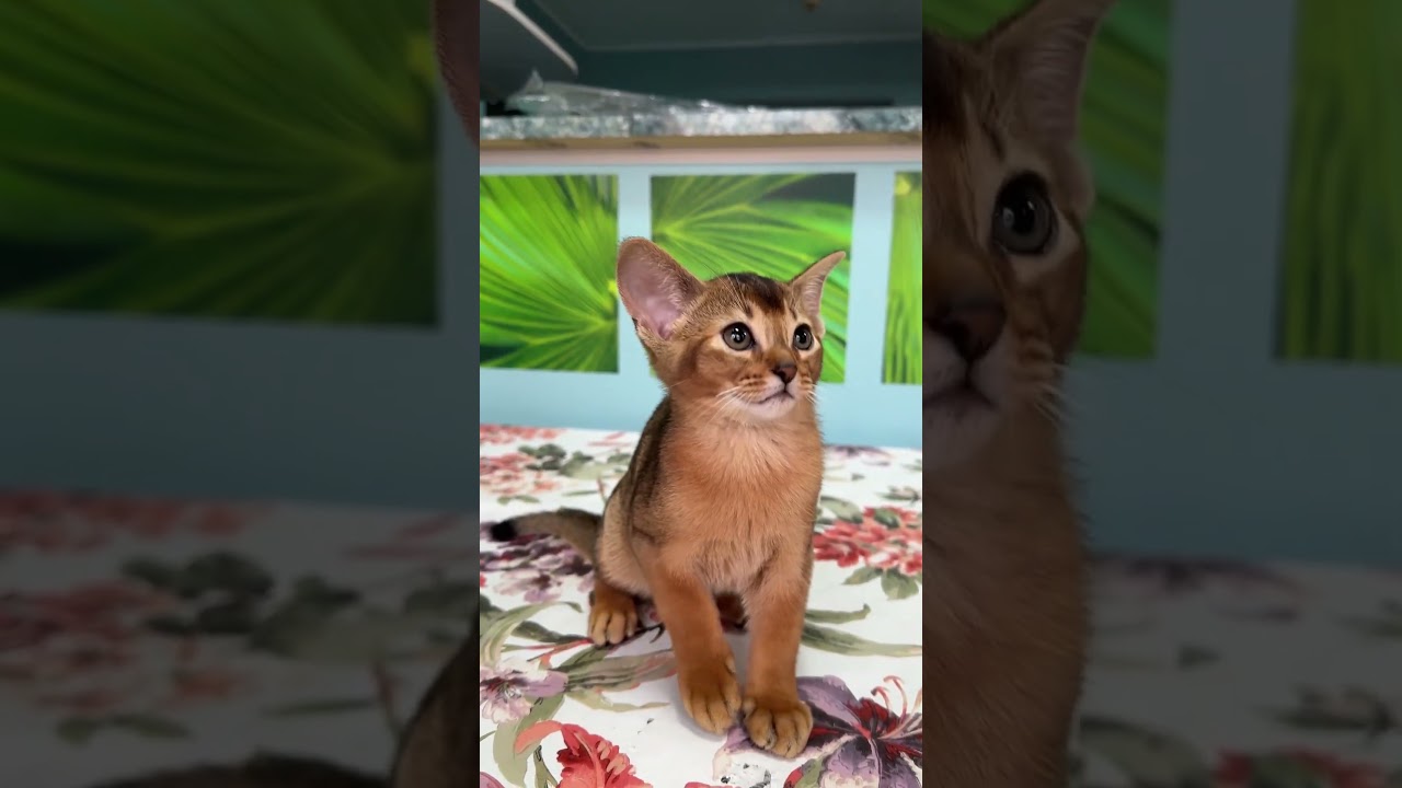 Abyssinian boy, color ruddy, born 14 November 2023. 