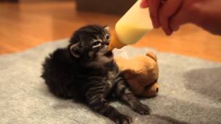 Bottle feeding tiny kitten  ear wiggles & hiccups
