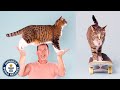Skateboarding cat shows off more tricks - Guinness World Records