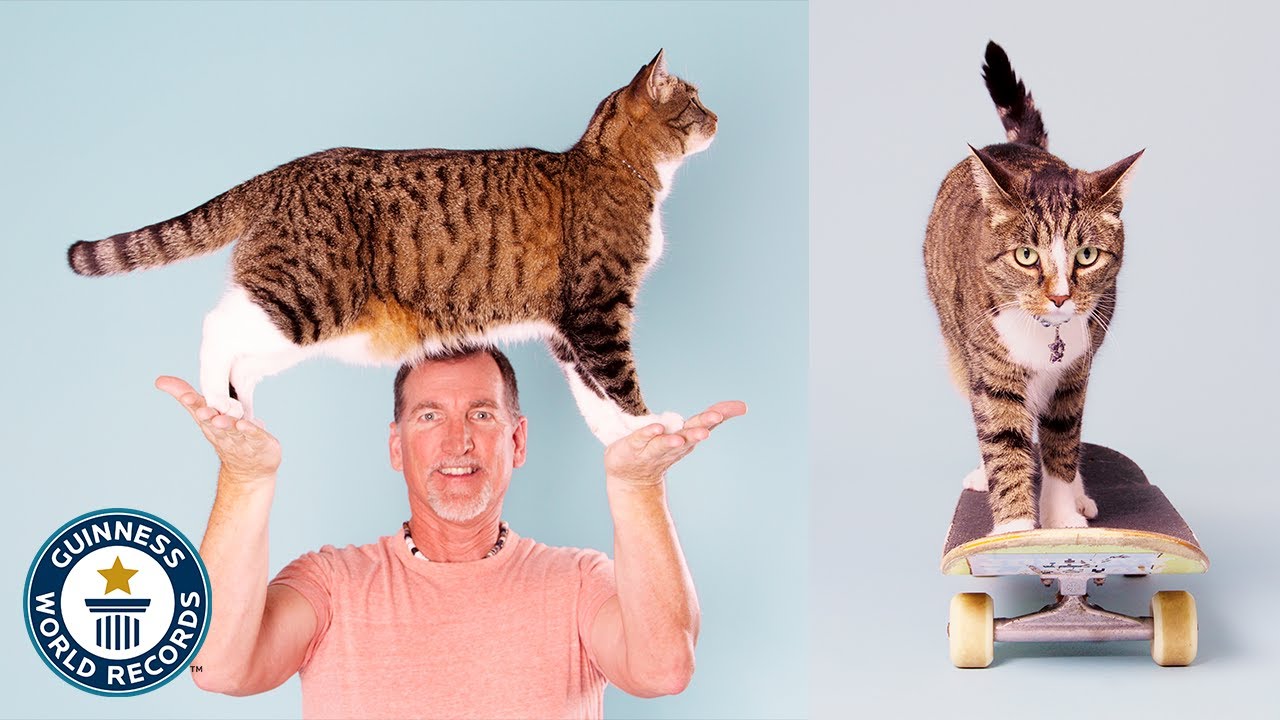 The Biggest Cat In The World Guinness World Records The Biggest Cat In The World Guinness World Records