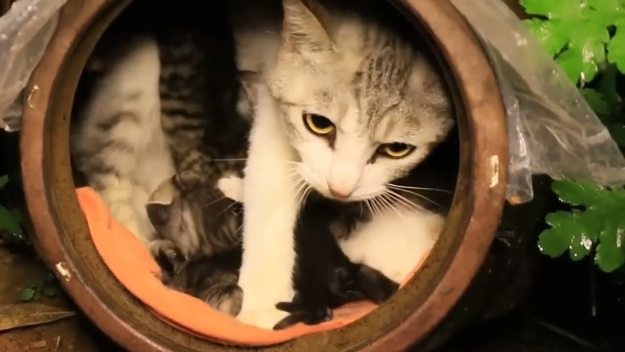 Saving a Cat Family in the Rain 💔🐾