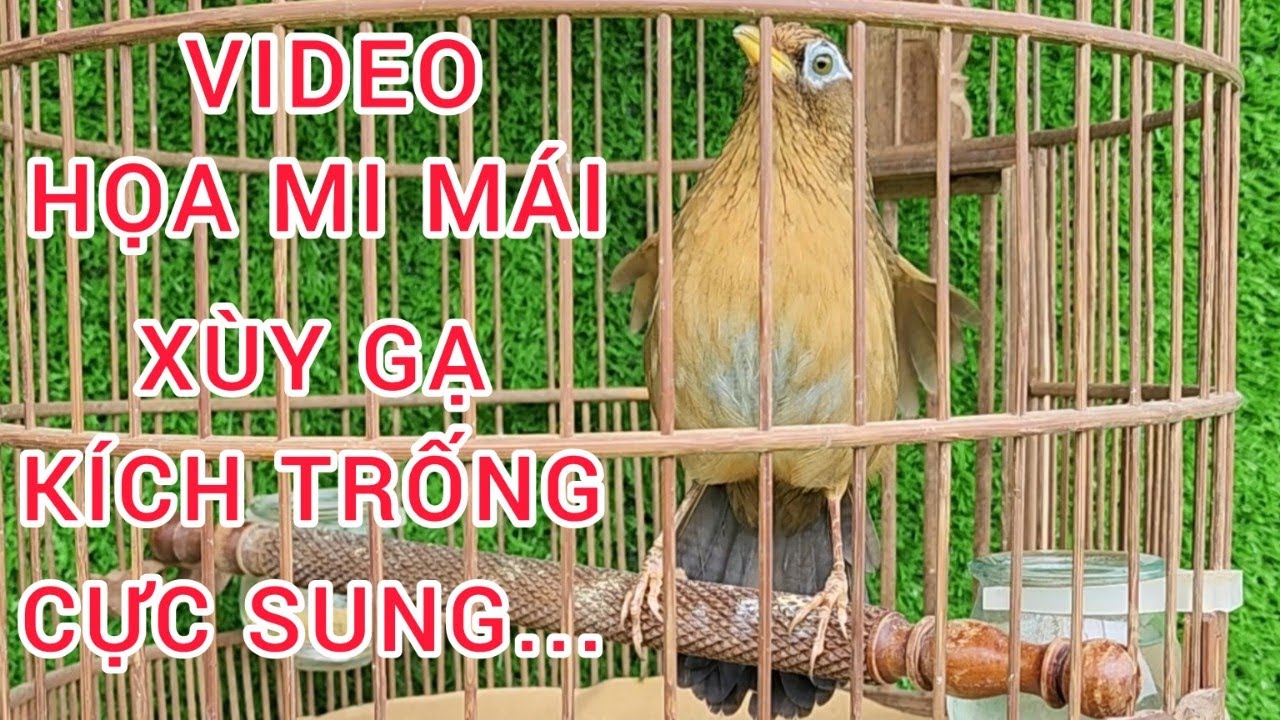 VIDEO HỌA MI MÁI XÙY GẠ KÍCH TRỐNG HÓT CĂNG LỬA | TIẾNG HỌA MI MÁI XÙY KÍCH TRỐNG MỞ MỎ HÓT HAY