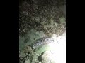 Нашли и потрогали рыбок-морских собачек на побережье/Found and touched fish-Rusty blenny #shorts