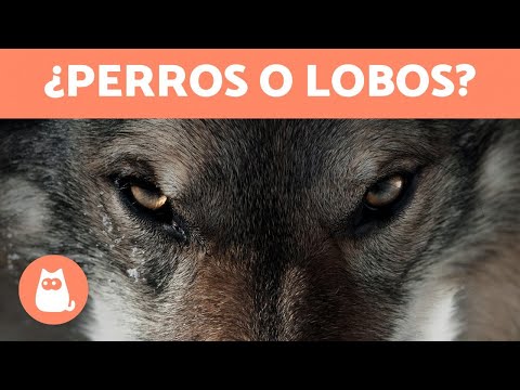 Video: 10 razas de perros que parecen lobos