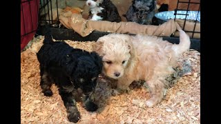 Micro Aussiedoodle Puppy Playdate!