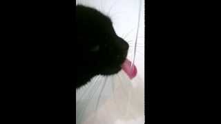 Funny Cat Drinking - Slow Motion