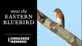 Meet the Eastern Bluebird