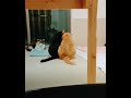 ぼしゅ(きじしろ)が好きで好きでたまらないやまちゃん(ちゃとら) #猫
