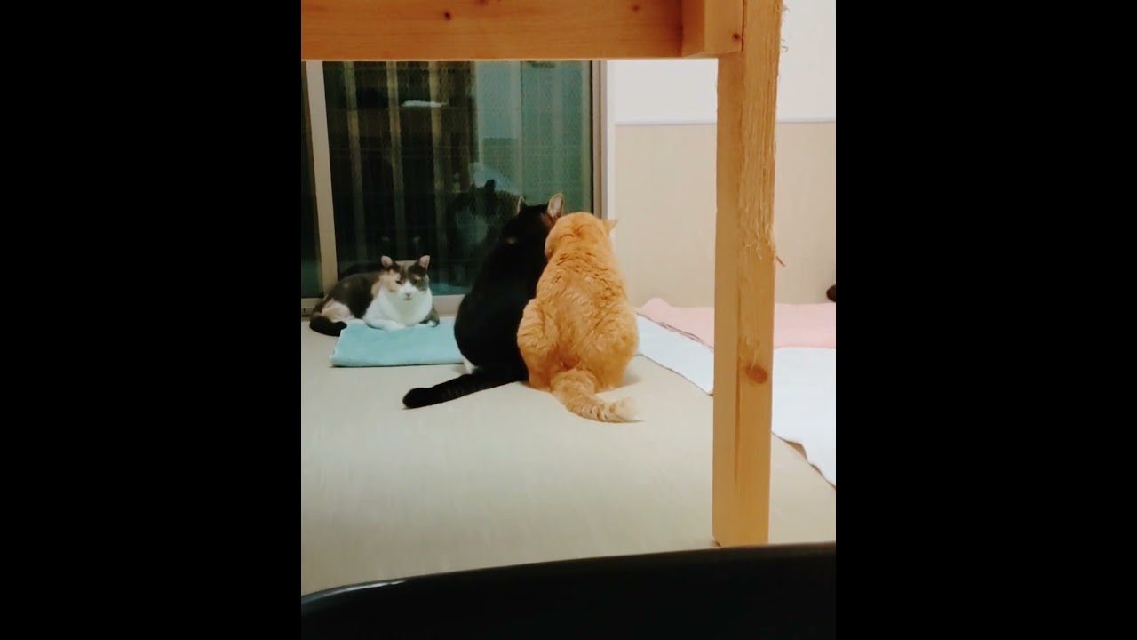 ぼしゅ(きじしろ)が好きで好きでたまらないやまちゃん(ちゃとら) #猫