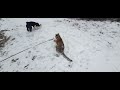 Тигр Мини гуляет по снегу