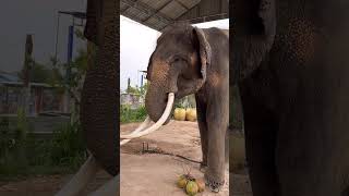 มะพร้าวกับพี่มหาเฮงจ้า น่ารัก Coconut And Pee Maha Heng Are Cute. #มาแรง #ช้างแสนรู้ #Elephant