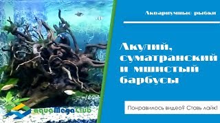 Аквариумная коряга, анубиас, акулий балу, суматранские и мшистые барбусы Аквариумная коряга, анубиас, акулий балу, суматранские и мшистые барбусы