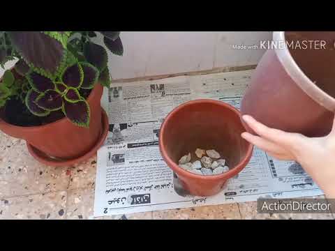 فيديو: Growing Globe Amaranth - نصائح للعناية بزهور قطيفة الكرة الأرضية