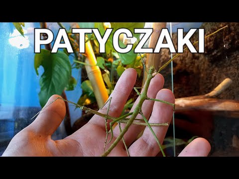 PATYCZAKI ROGATE -