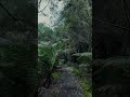 Triplet Falls - VIC Australia #mountains #hike #outback #ASMR #relax #denseforest #woods #woods