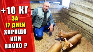 ХОРОШО ИЛИ ПЛОХО? ► + 10 кг за 17 дней | Взвешивание поросят | строительство дома | свиноводство