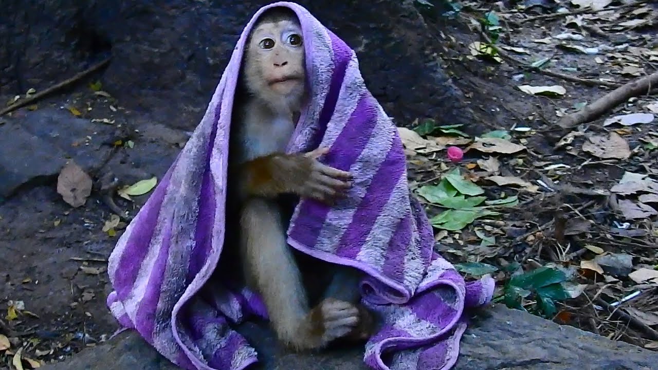 Monkey Torres Very Cold! Every evening it's cold Torres meet towel take cover his body & take a nap