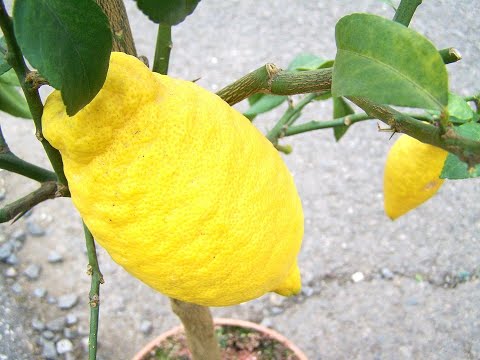 Video: Come si coltiva il cedro bianco?