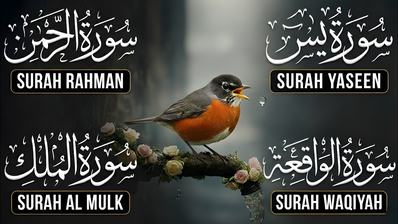 Surah Yasin | Surah Rahman | Surah Waqia | Surah Mulk | Full HD | Quran Hour | Alaa Aqel