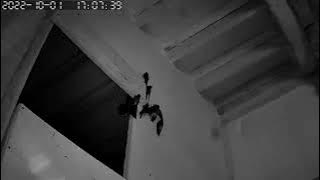 SP ditempatkan  ditarik LAR, mantul BW nya lengket lengket #youtubepemula