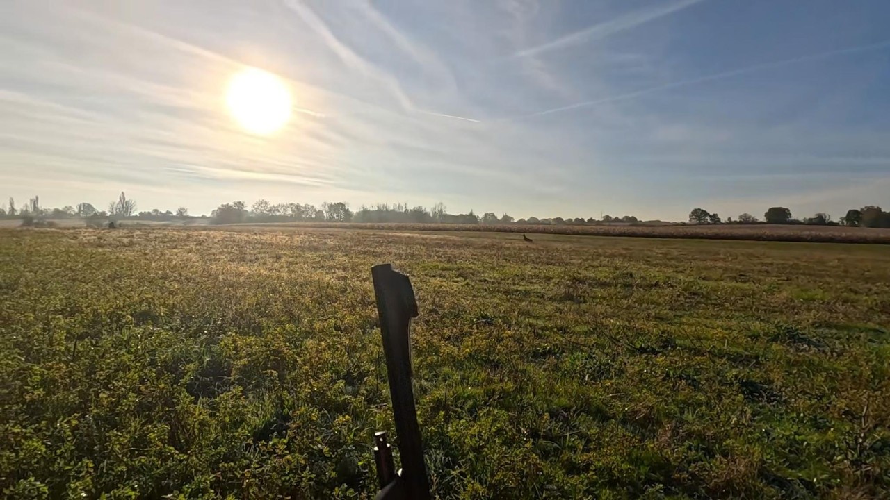 chasse en battu (MAGNIFIQUE ACTION SUR CE CHEVREIL)