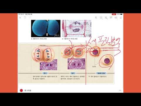 4 1 3  체세포가 분열해