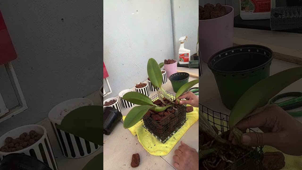 Se te mueren las orquídeas? 