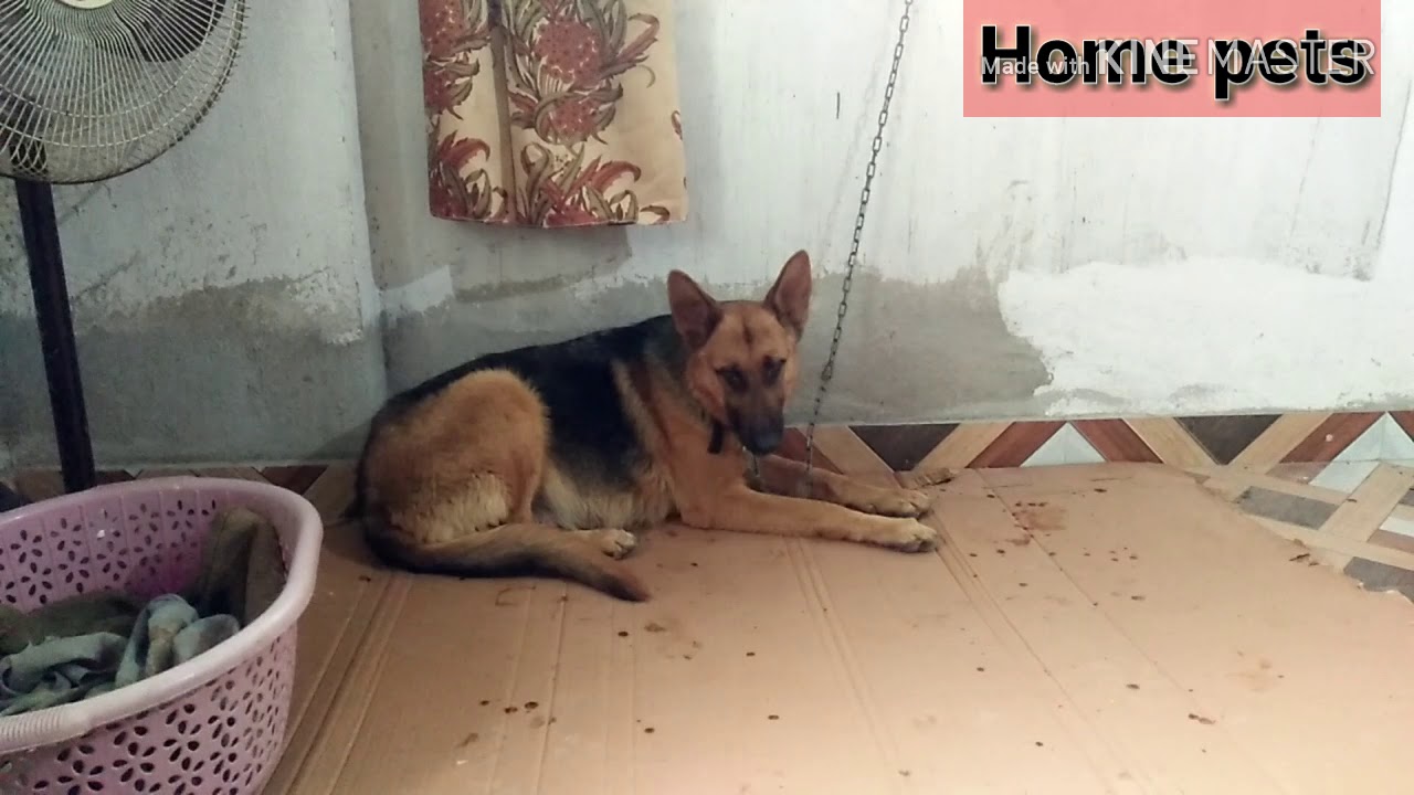 first german shepherd