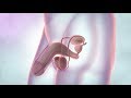 The male reproductive system | Cancer Research UK (2019)