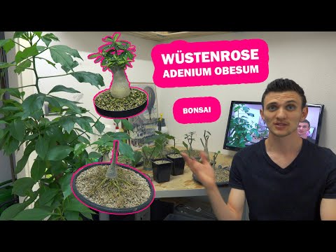 Video: Wüstenrose - Alternative Ansicht