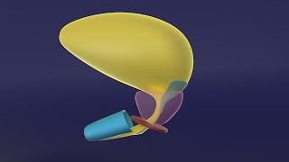 3D Embryology of Urinary Bladder & Urethra