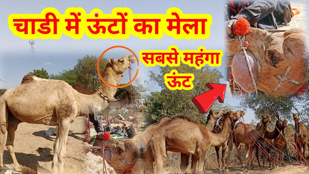 ऊंटों का मेला ॥ लक्ष्मण नगर चाडी ॥ chadi ka unt mela 2023