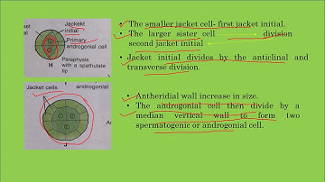 Polytrichum: Development of Antheridia..