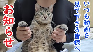 【お知らせ】いつも猫のビビの動画を見てくださっている皆様へ