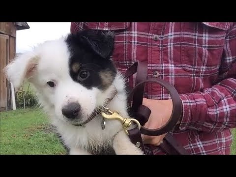 How to stop Puppy Barking