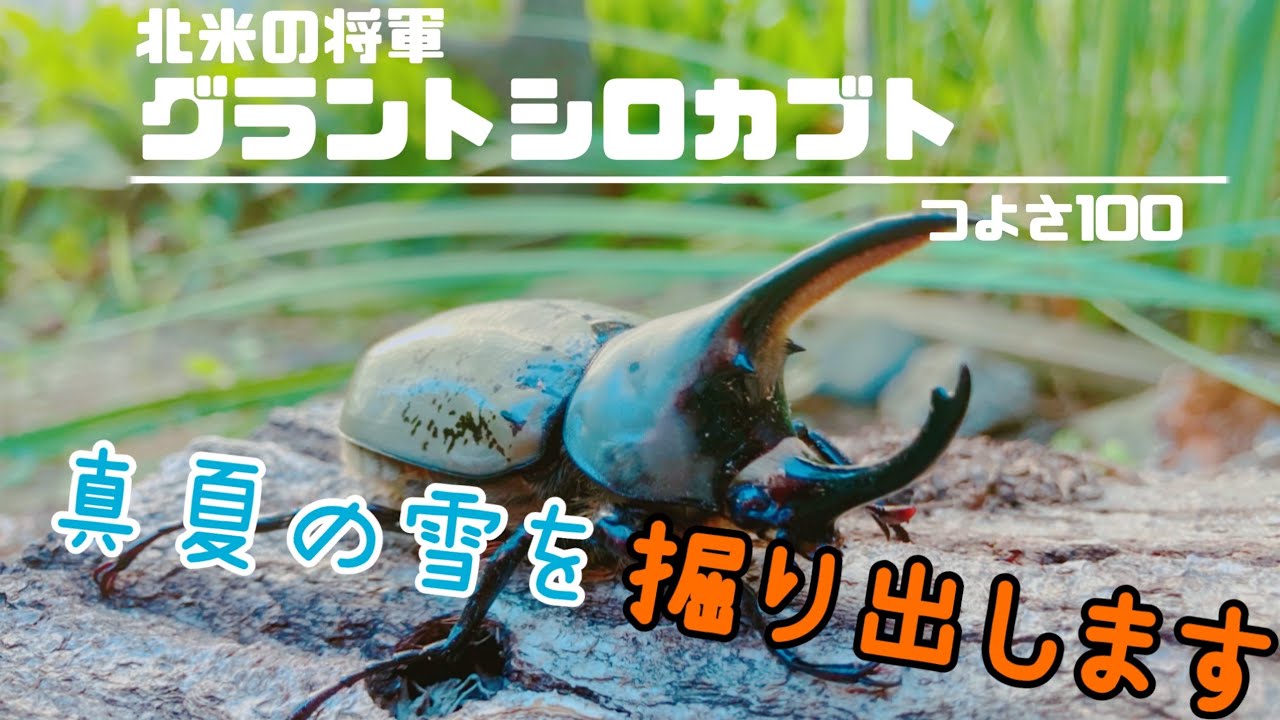 グラントシロカブト　ヘラクレス　カブトムシ　成虫　標本　4匹 カブトムシ】グラントシロカブトの成虫掘り出し！ - YouTube