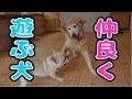 大型犬＆中型犬！仲良く遊ぶイヌ達！！