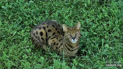 Video 4533581: big savannah cat, big cat rescue, cat smile