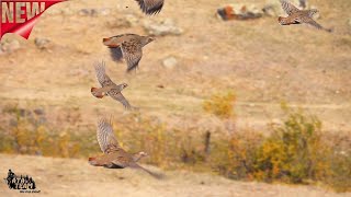 ATA TEAM Chukar Grey Partridge Hunting Keklik Avı 2020