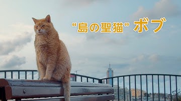 猫好きニマニマな映画『ねこしま』予告編