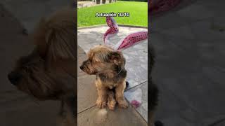 😂#photography #video #viral #shorts #dog #dogs #animals #animal #cute #happy #funny #love #like #fy