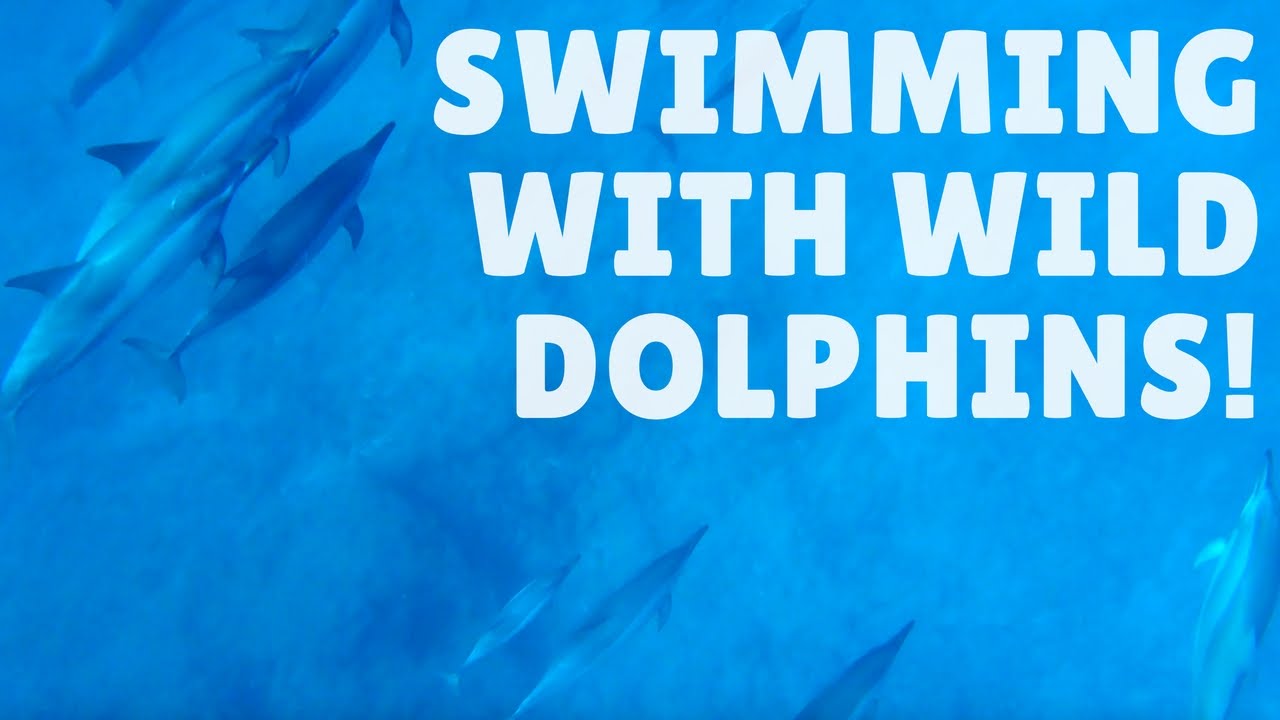 SWIMMING WITH DOLPHINS + CASELA WORLD OF ADVENTURES