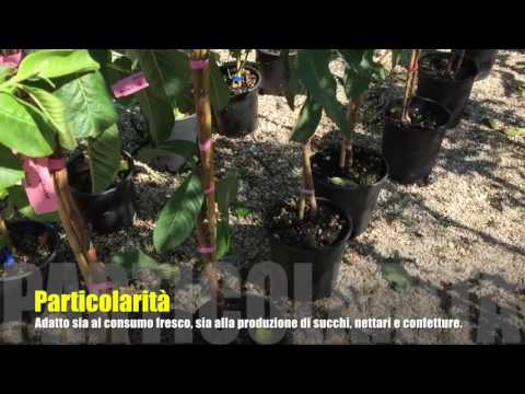Video: Potare un albero di guava: quando e come potare un albero di guava