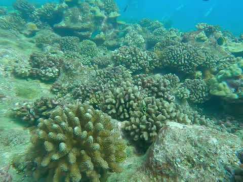 La Zélée - Ecole de Plongée de Tahiti