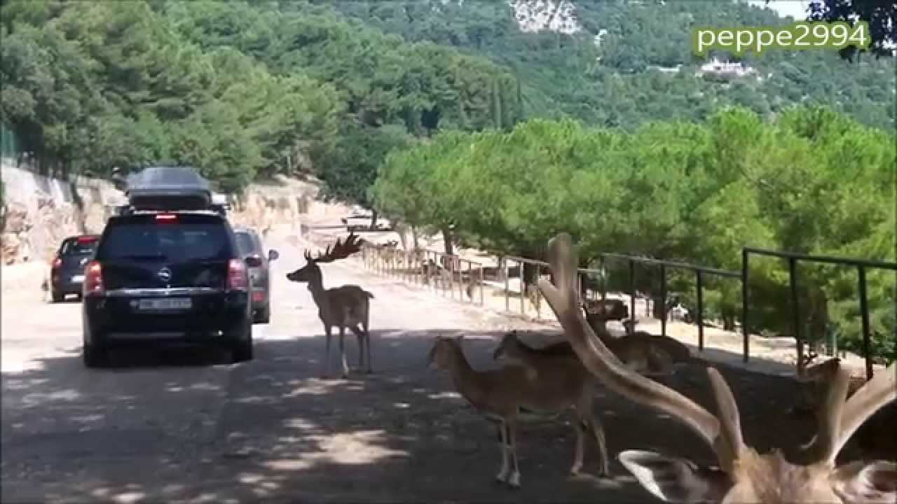 Il Meglio Del Safari In Auto Zoosafari Fasano 2014 Youtube