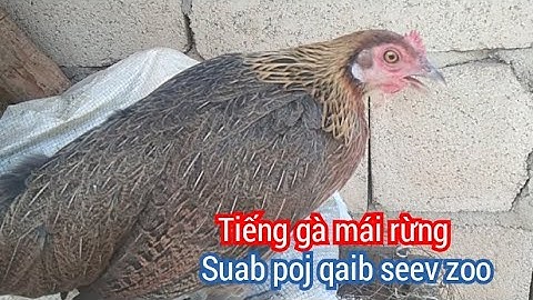 tiếng gà mái rừng mới nhất 👍 suab poj qaib seev zoo heev dib tuaj xwb2 li 2022